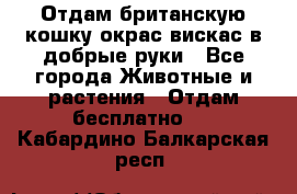 Отдам британскую кошку окрас вискас в добрые руки - Все города Животные и растения » Отдам бесплатно   . Кабардино-Балкарская респ.